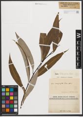 Foto von Salix tetrasperma Roxb.